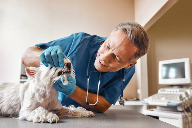 Best Mobile Emergency Dentist in Pasatiempo, CA